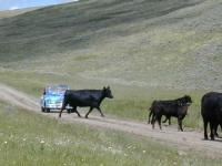 The Penguin Car meets Montana Cattle. - TW